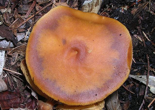 Una Galerina al giardino botanico